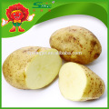 Buy cheap russet potato new fresh holland potatoes with good price